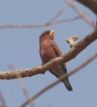 /album/photogallery/broad-billed-roller-2-marrakissa-jpg/